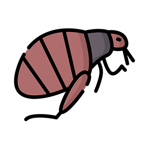 Kirpi Piresi